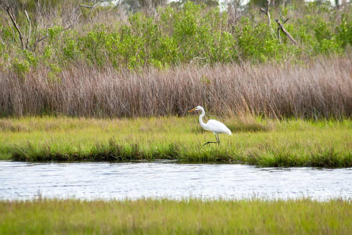 bird watching in hunting island state park