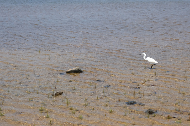 bird in Pinckney Island National Wildlife Refuge