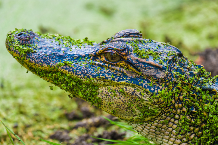 alligator in Pinckney Island National Wildlife Refuge